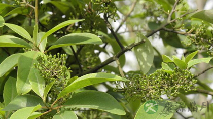 荜澄茄的功效与作用_荜澄茄的药用价值 荜澄茄的功效与作用_荜澄茄的药用价值