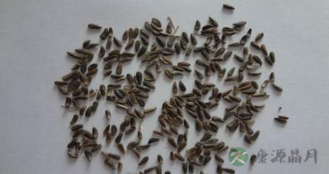 牛蒡子的药用价值_牛蒡子的副作用 牛蒡子的药用价值_牛蒡子的副作用