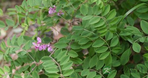 木蓝的药用价值_木蓝的副作用 木蓝的药用价值_木蓝的副作用