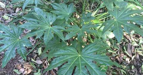 八角金盘的功效与作用 八角金盘的功效与作用
