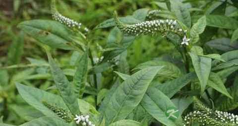 珍珠菜的药用价值_珍珠菜的副作用 珍珠菜的药用价值_珍珠菜的副作用