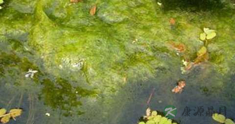 水绵的药用价值_水绵的副作用 水绵的药用价值_水绵的副作用