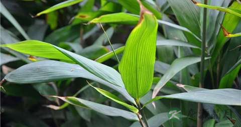 箬叶的功效与作用 箬叶的功效与作用