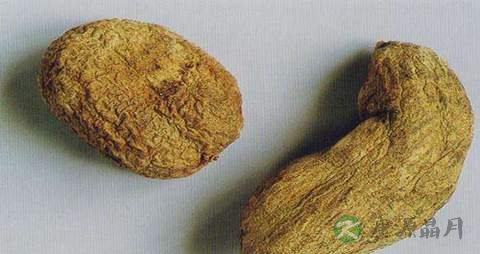 金果榄的药用价值_金果榄的副作用 金果榄的药用价值_金果榄的副作用