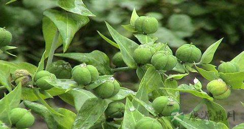 千金子的药用价值_千金子的副作用 千金子的药用价值_千金子的副作用