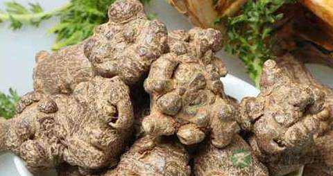 土田七的功效与作用 土田七的功效与作用