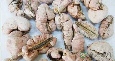天竺黄的药用价值_天竺黄的副作用 天竺黄的药用价值_天竺黄的副作用