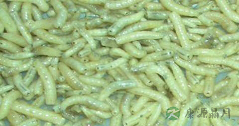 五谷虫的药用价值_五谷虫的副作用