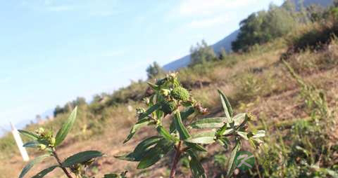 墨旱莲的药用价值_墨旱莲的副作用 墨旱莲的药用价值_墨旱莲的副作用