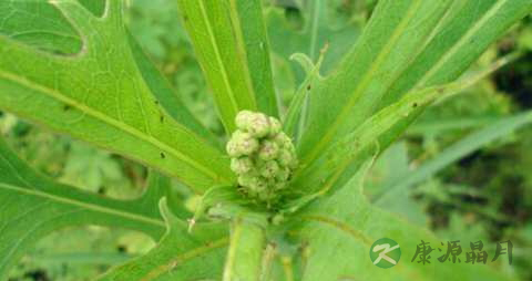 山莴苣的功效与作用 山莴苣的功效与作用