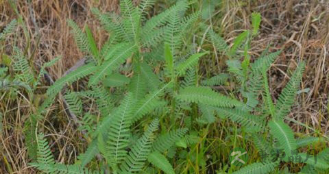合萌的药用价值_合萌的副作用 合萌的药用价值_合萌的副作用