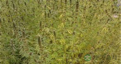 活血化瘀止痛的中草药有哪些 活血化瘀止痛的中草药有哪些