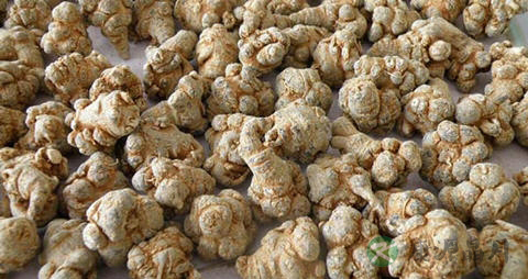 田七的功效与作用及食用方法