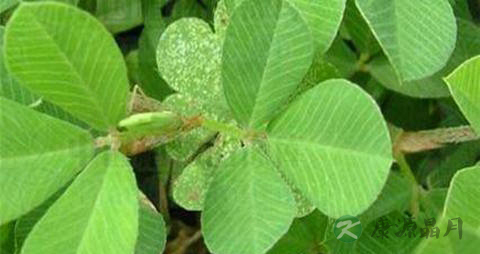 掐不齐的药用价值_掐不齐的副作用 掐不齐的药用价值_掐不齐的副作用