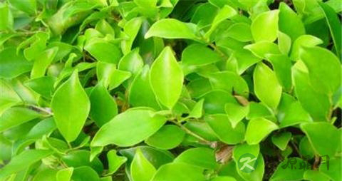 小叶榕的药用价值_小叶榕的副作用 小叶榕的药用价值_小叶榕的副作用
