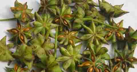 八角茴香的药用价值_八角茴香的副作用 八角茴香的药用价值_八角茴香的副作用