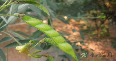 木豆的药用价值_木豆的副作用 木豆的药用价值_木豆的副作用
