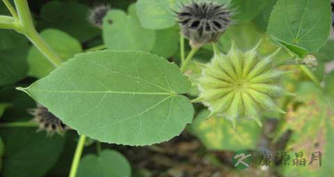 磨盘草的药用价值_磨盘草的副作用 磨盘草的药用价值_磨盘草的副作用