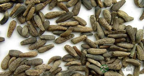 牛蒡子的药用价值_牛蒡子的副作用 牛蒡子的药用价值_牛蒡子的副作用