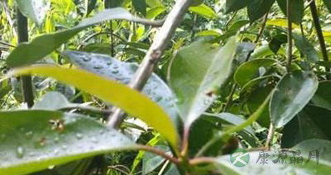 石南叶的药用价值_石南叶的副作用