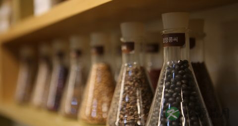 当归黄芪茶