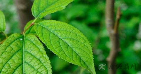 杜仲叶的药用价值_杜仲叶的副作用 杜仲叶的药用价值_杜仲叶的副作用
