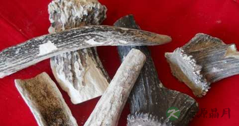 鹿角霜的药用价值_鹿角霜的副作用 鹿角霜的药用价值_鹿角霜的副作用