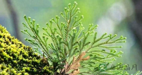 万年松的药用价值_万年松的副作用 万年松的药用价值_万年松的副作用
