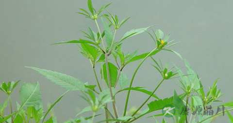 旱莲草的药用价值_旱莲草的副作用 旱莲草的药用价值_旱莲草的副作用