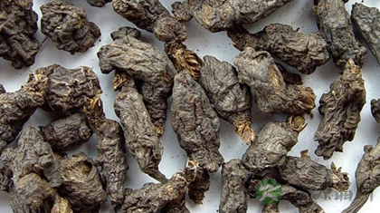 天葵子的功效与作用_天葵子的药用价值 天葵子的功效与作用_天葵子的药用价值