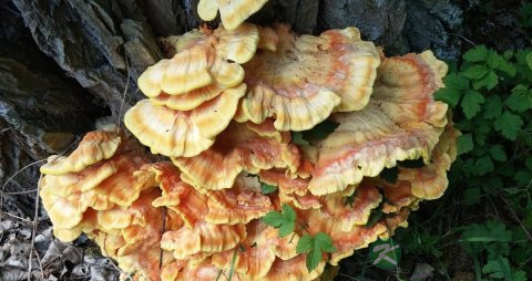 灵芝片的作用 灵芝片的作用