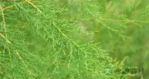 柽柳的药用价值_柽柳的副作用 柽柳的药用价值_柽柳的副作用