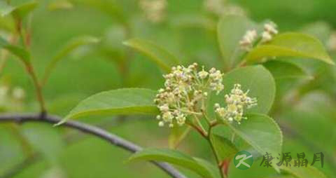 雷公藤的药用价值_雷公藤的副作用 雷公藤的药用价值_雷公藤的副作用