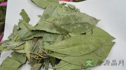 石楠叶的功效与作用_石楠叶的药用价值 石楠叶的功效与作用_石楠叶的药用价值