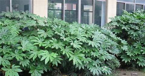 八角金盘的药用价值_八角金盘的副作用 八角金盘的药用价值_八角金盘的副作用