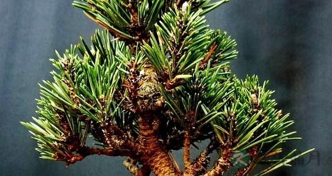 万年松的药用价值_万年松的副作用 万年松的药用价值_万年松的副作用