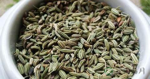 莳萝子的功效与作用_莳萝子的药用价值 莳萝子的功效与作用_莳萝子的药用价值