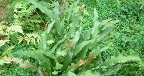 石韦的药用价值_石韦的副作用 石韦的药用价值_石韦的副作用