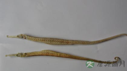 海龙的功效与作用_海龙的药用价值 海龙的功效与作用_海龙的药用价值