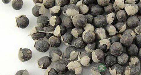 蔓荆子的药用价值_蔓荆子的副作用 蔓荆子的药用价值_蔓荆子的副作用