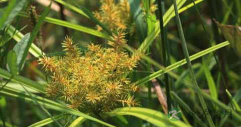 水莎草的药用价值_水莎草的副作用 水莎草的药用价值_水莎草的副作用