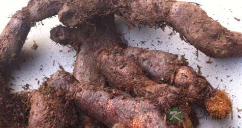毛姜的功效与作用 毛姜的功效与作用