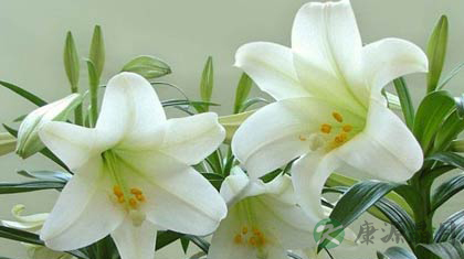 百合花的功效与作用_百合花的药用价值 百合花的功效与作用_百合花的药用价值