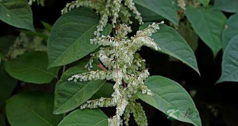 虎杖的药用价值_虎杖的副作用 虎杖的药用价值_虎杖的副作用