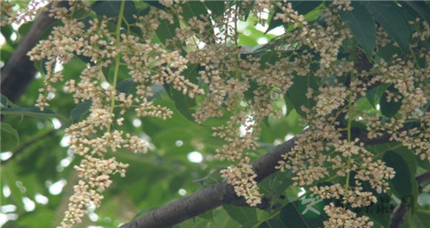 香椿花的作用 香椿花的作用