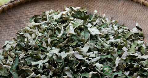 化脂肪的中草药有哪些 化脂肪的中草药有哪些