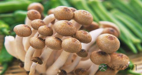 杀菌消炎中草药有哪些 杀菌消炎中草药有哪些