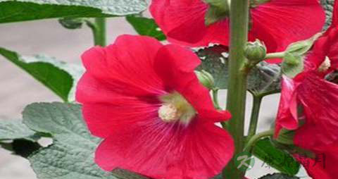 团花的药用价值_团花的副作用 团花的药用价值_团花的副作用