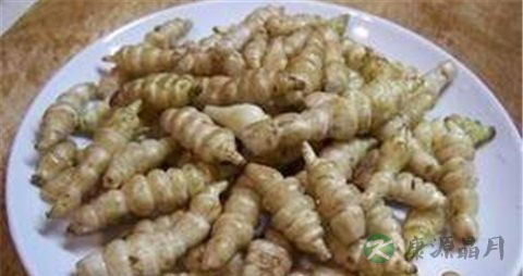 甘露子的药用价值_甘露子的副作用 甘露子的药用价值_甘露子的副作用