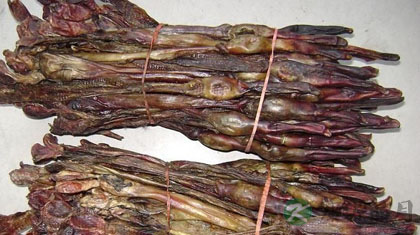 狗肾的功效与作用_狗肾的药用价值 狗肾的功效与作用_狗肾的药用价值
